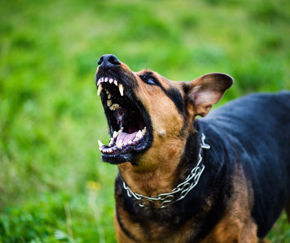 éducateur canin Montpellier Ouest