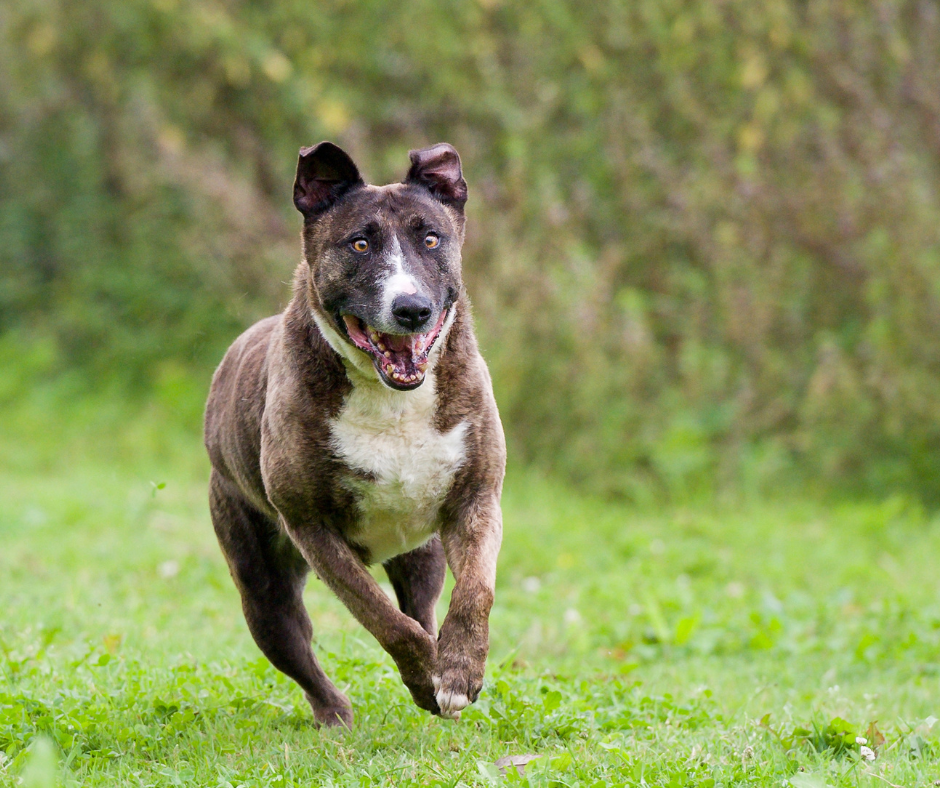 dressage chien Montpellier