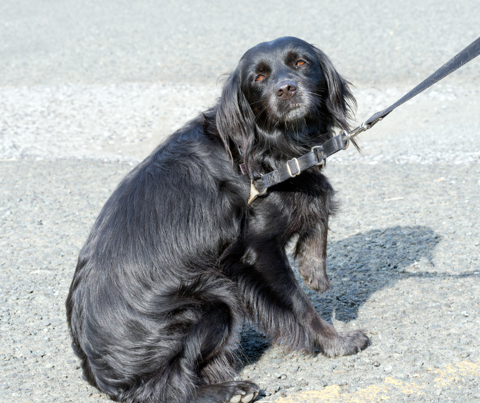 chien qui tire en laisse Montpellier