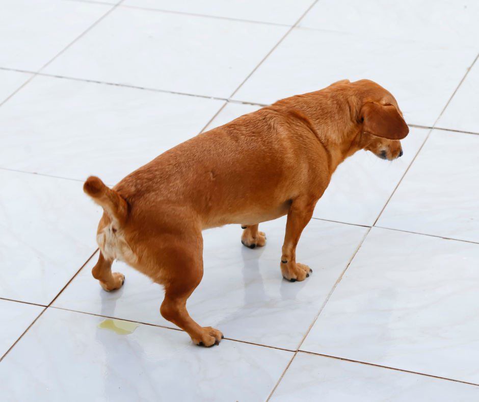 éducation chien difficile Montpellier