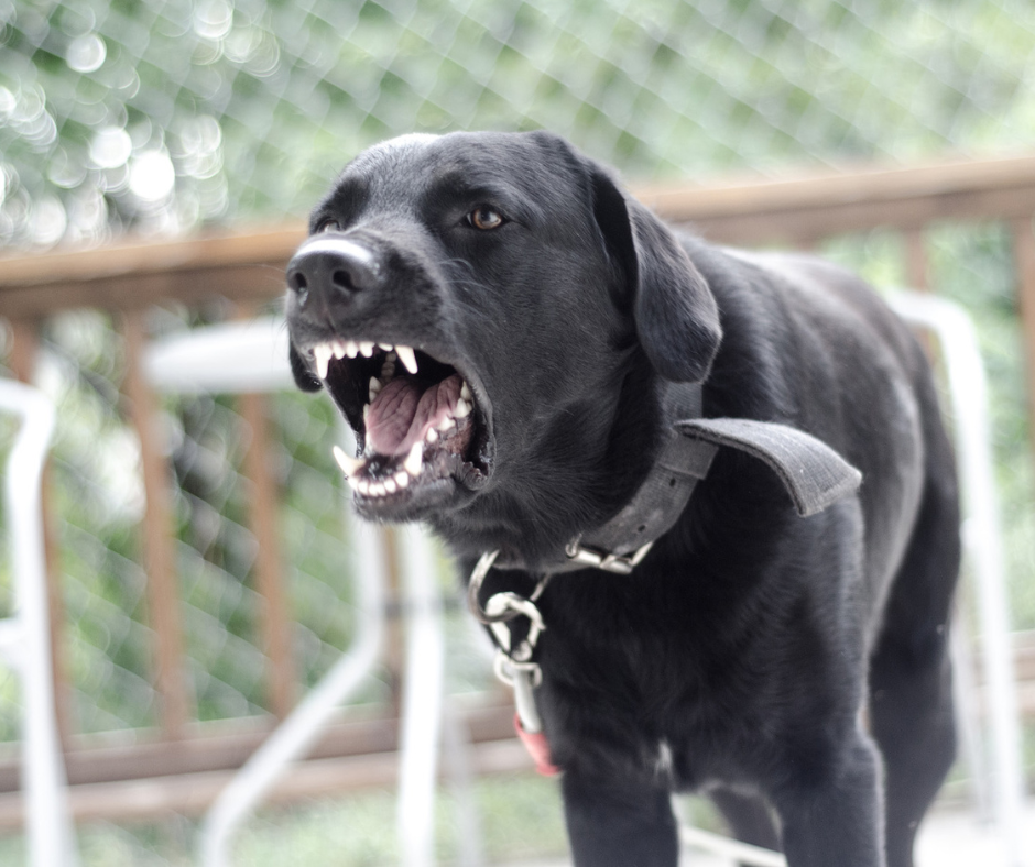 aboiements excessifs chien Montpellier