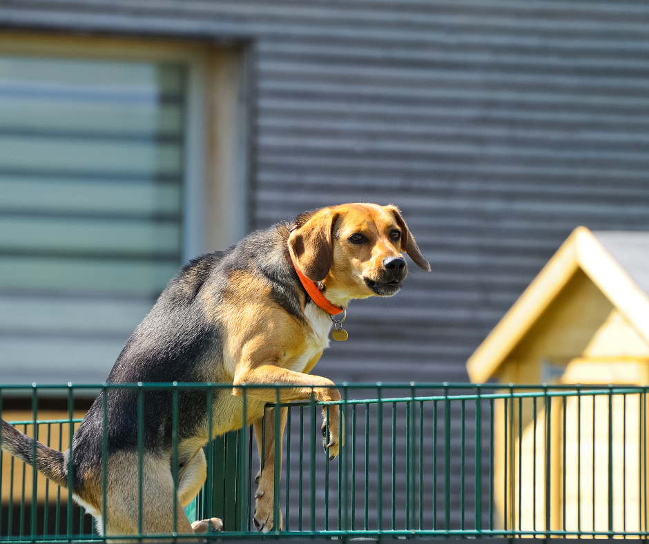 chien qui fugue Montpellier