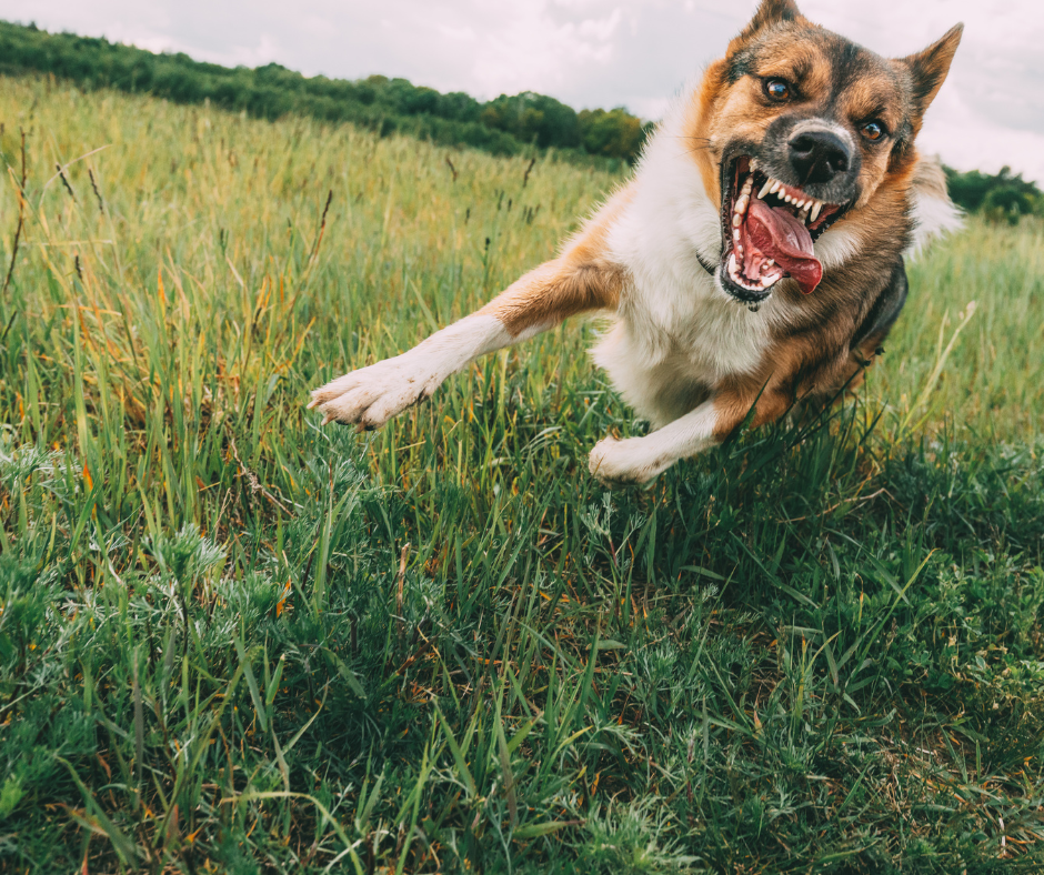chien hyperactif Montpellier