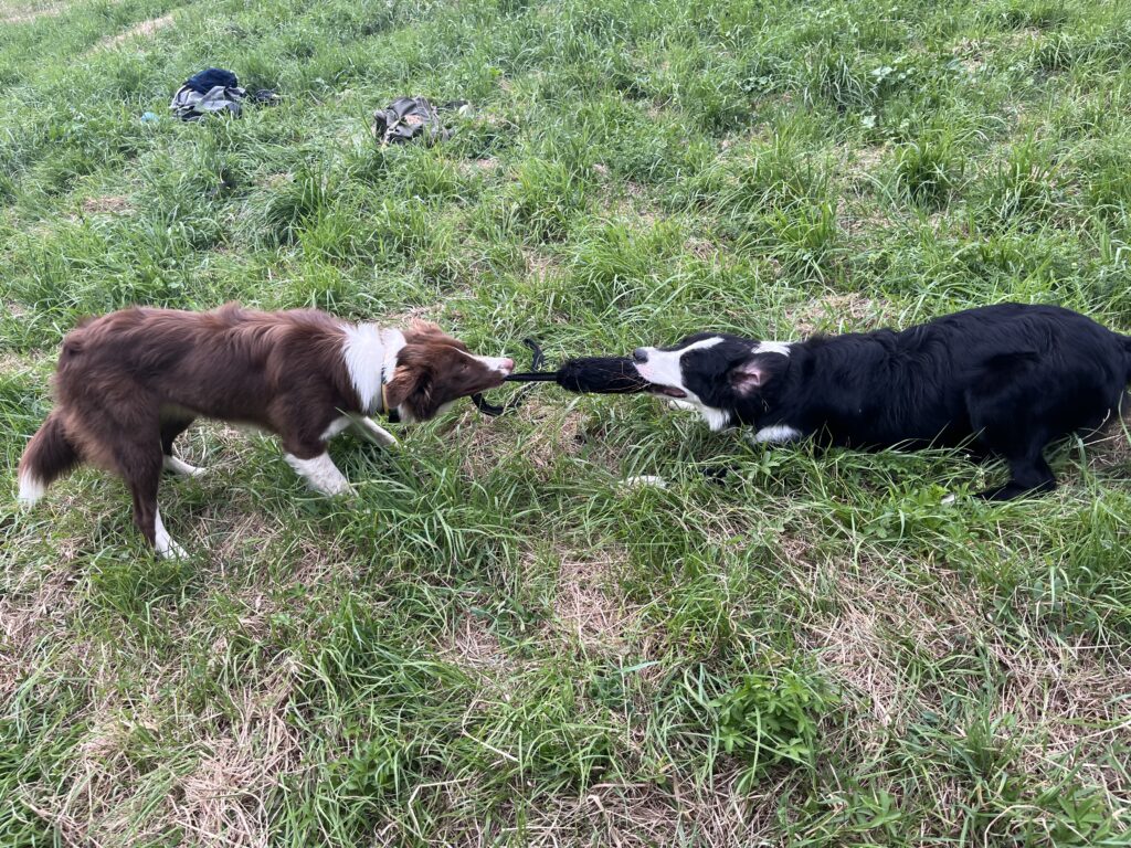 bilan comportemental chien Montpellier