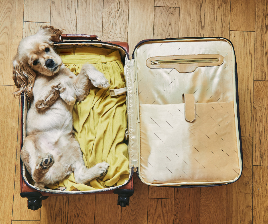 faire garder son chien