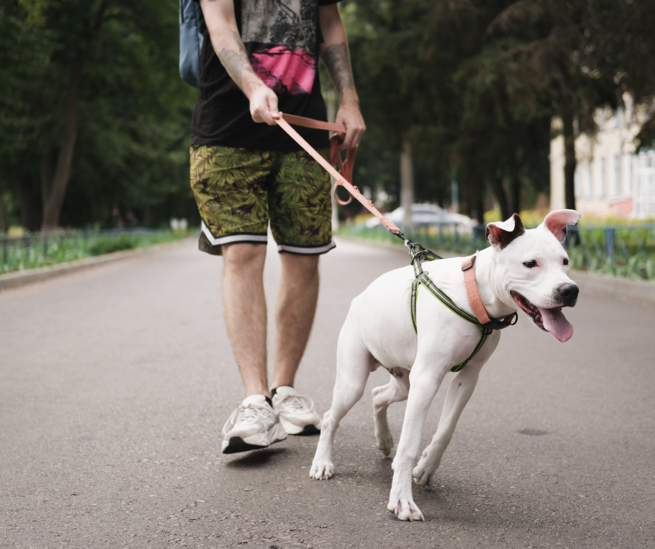 comment habituer un chien à marcher en laisse sans tirer