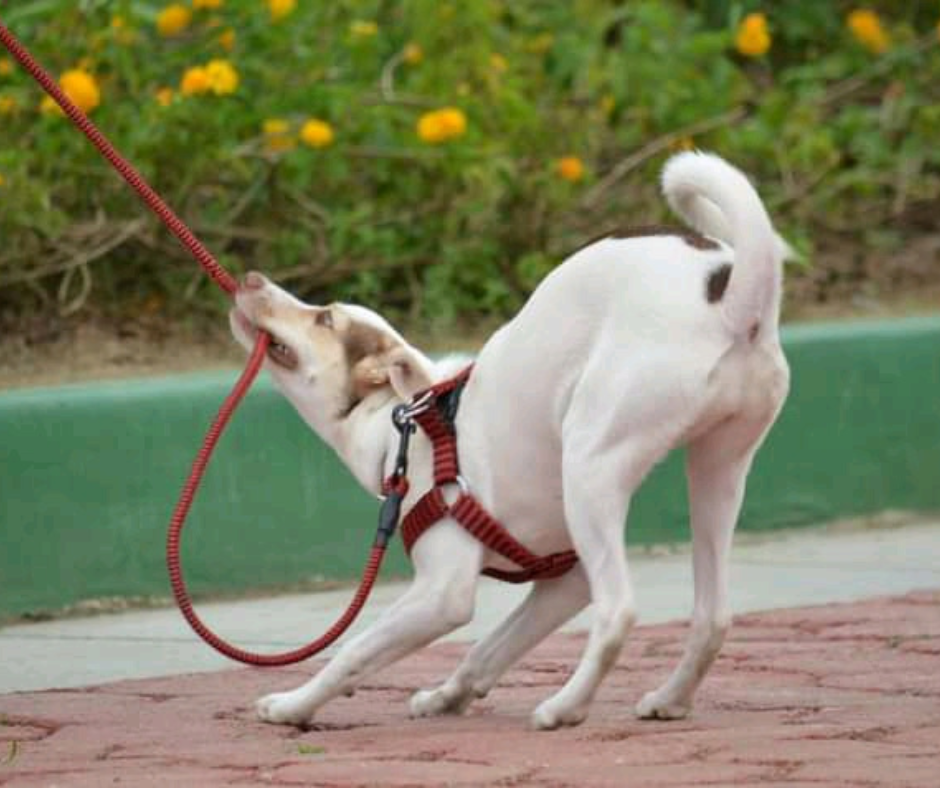 méthode douce pour apprendre la marche en laisse au chien
