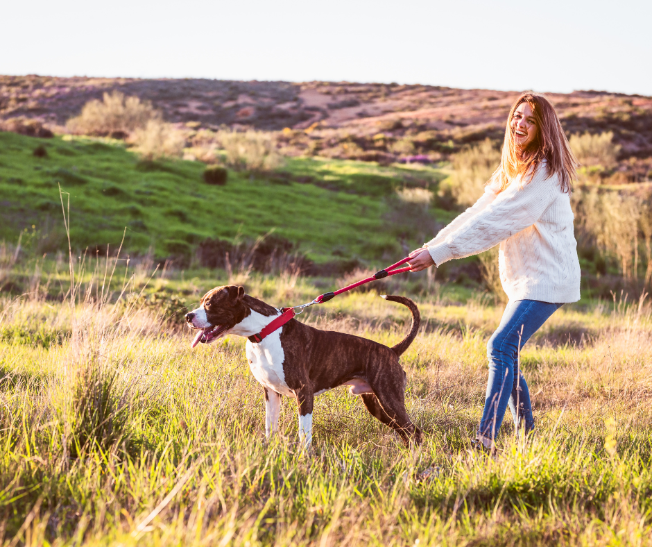 chien tire en laisse que faire