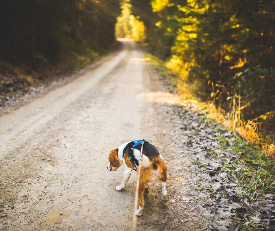 apprendre à un chiot à marcher en laisse sans tirer