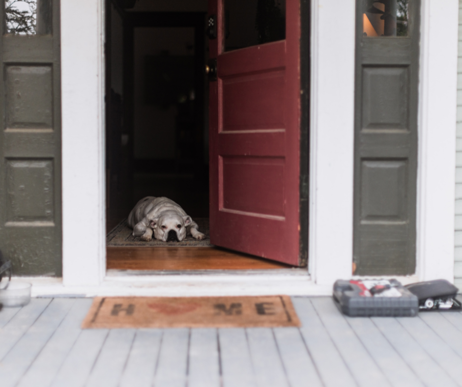 Chien souffrant d’anxiété de séparation, seul à la maison à Montpellier