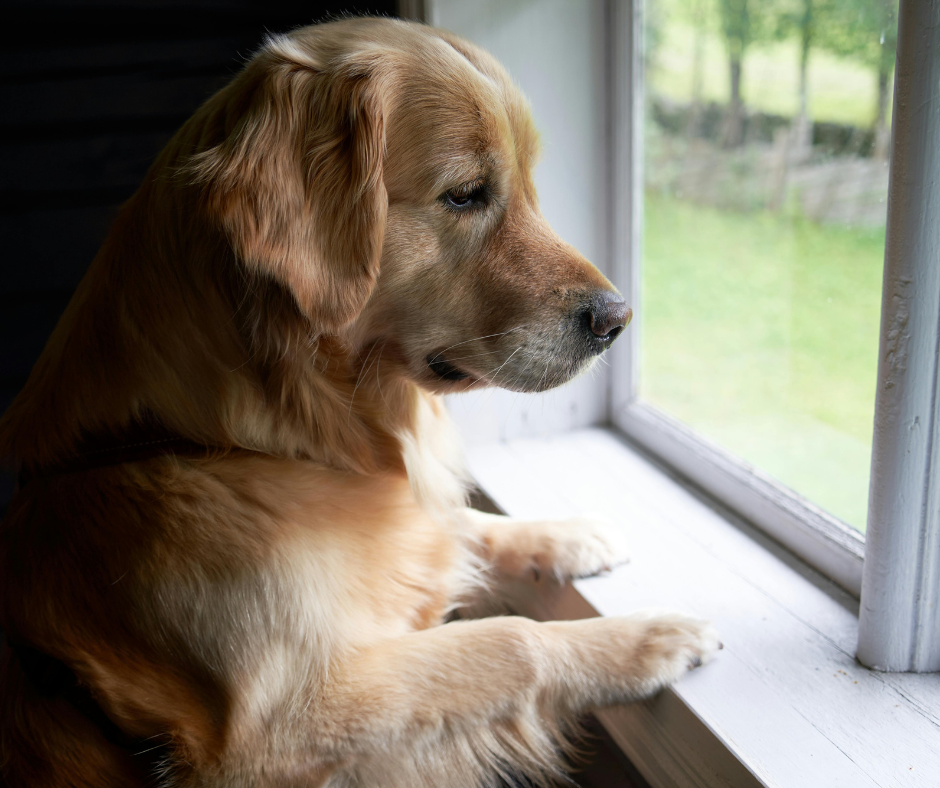Séance d’éducation canine à Montpellier pour aider un chien anxieux