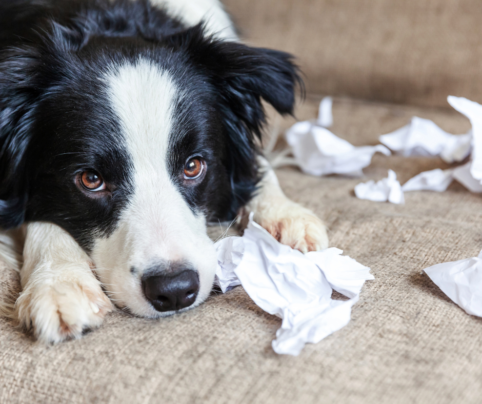 Chien qui détruit des objets par stress lié à la séparation