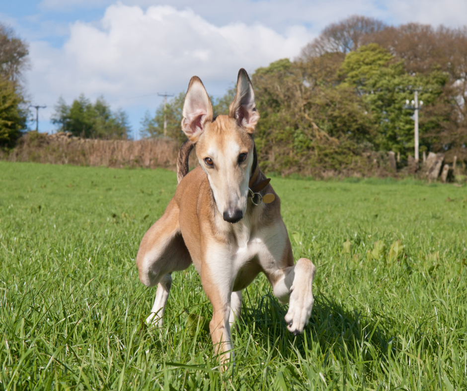 Chien revenant joyeusement vers son maître lors d'un exercice de rappel