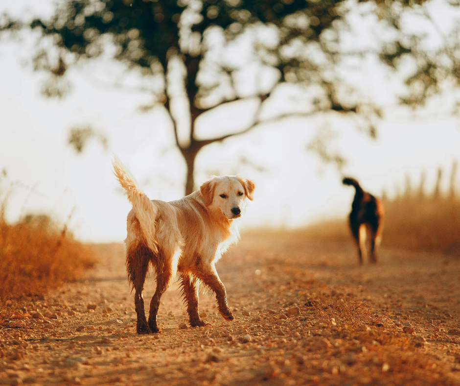 Chien distrait par d'autres chiens pendant un exercice de rappel