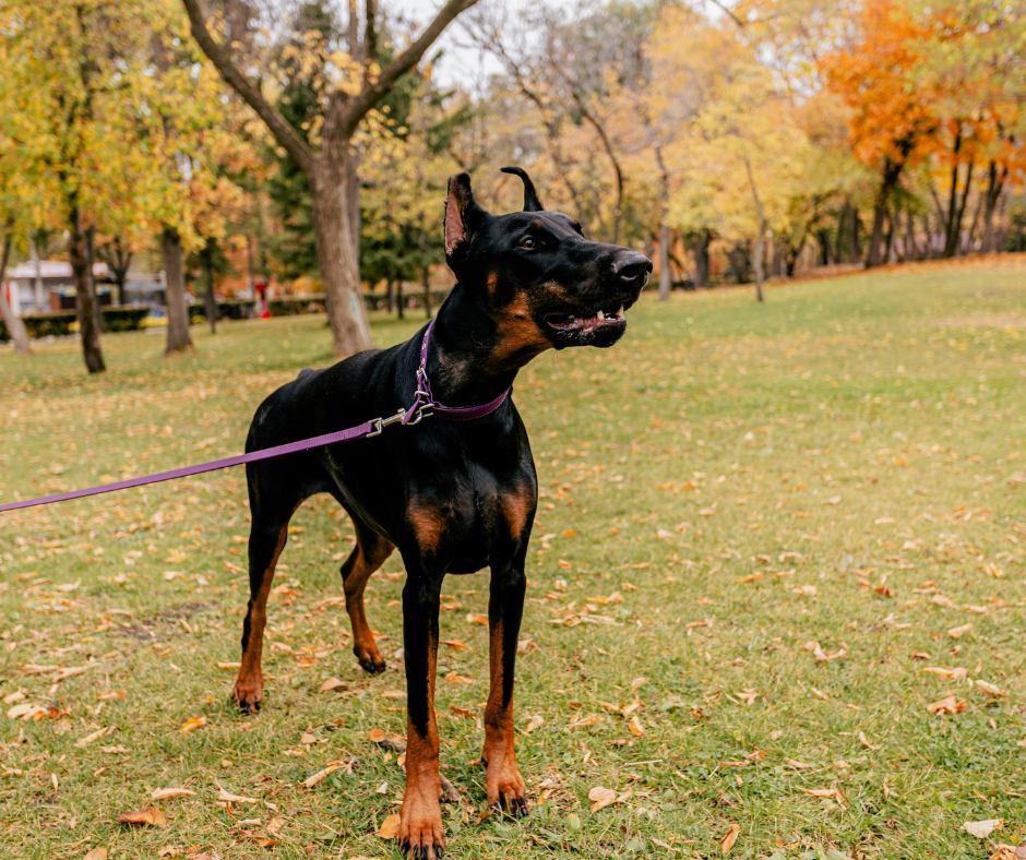 Maître apprenant le rappel à son chiot avec une longe en extérieur