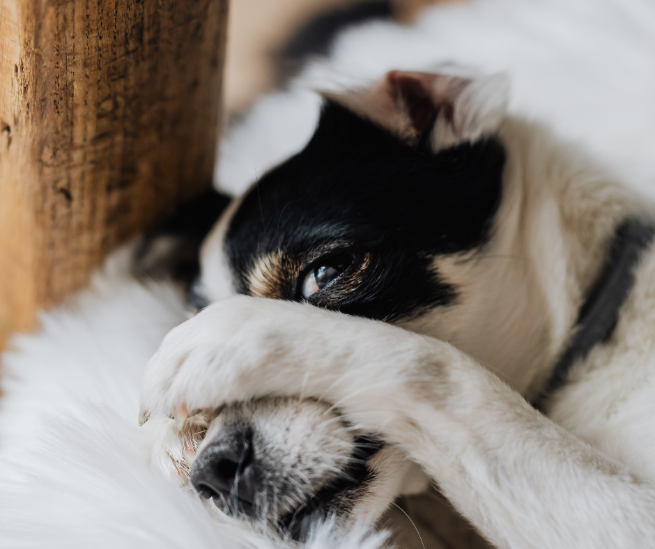 chien stressé qui désobéit conseils éducateur