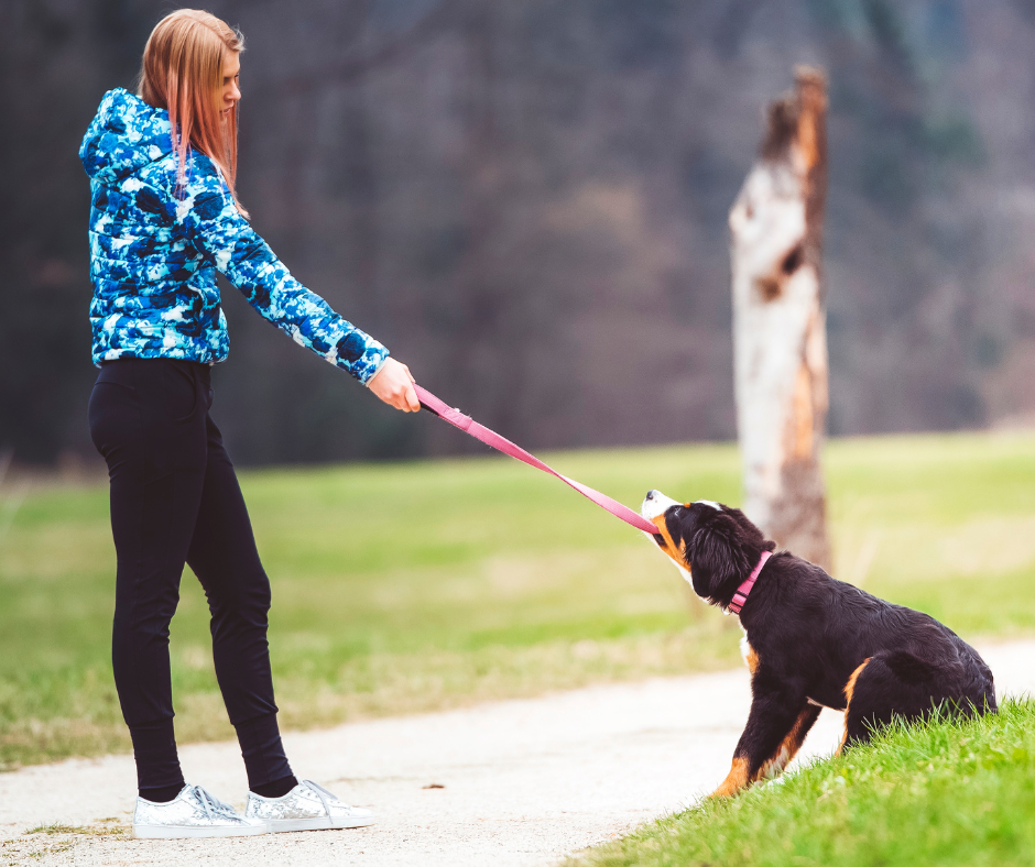 chien qui n’écoute pas rappel éducateur canin