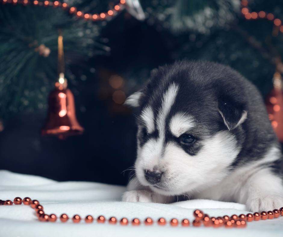 Chiot jouant avec un membre de la famille