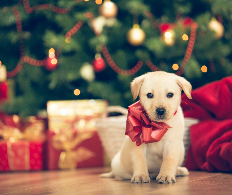 Famille accueillant un chiot à la maison