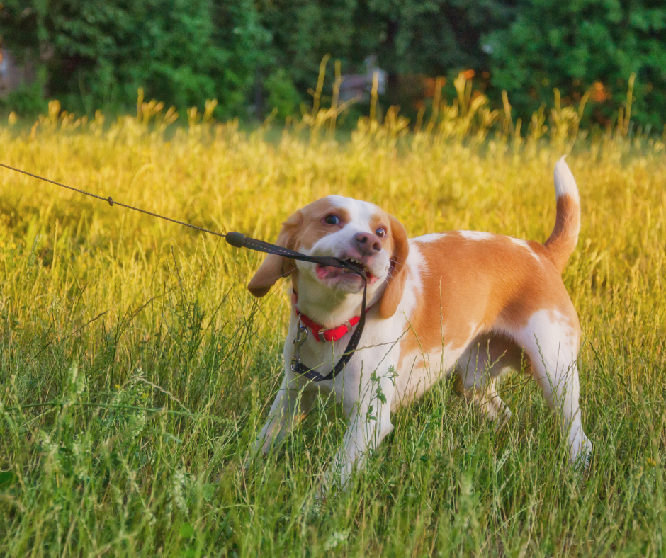 éducateur canin méthode respectueuse séance individuelle