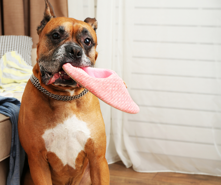 chien stressé signaux émotionnels comportement canin