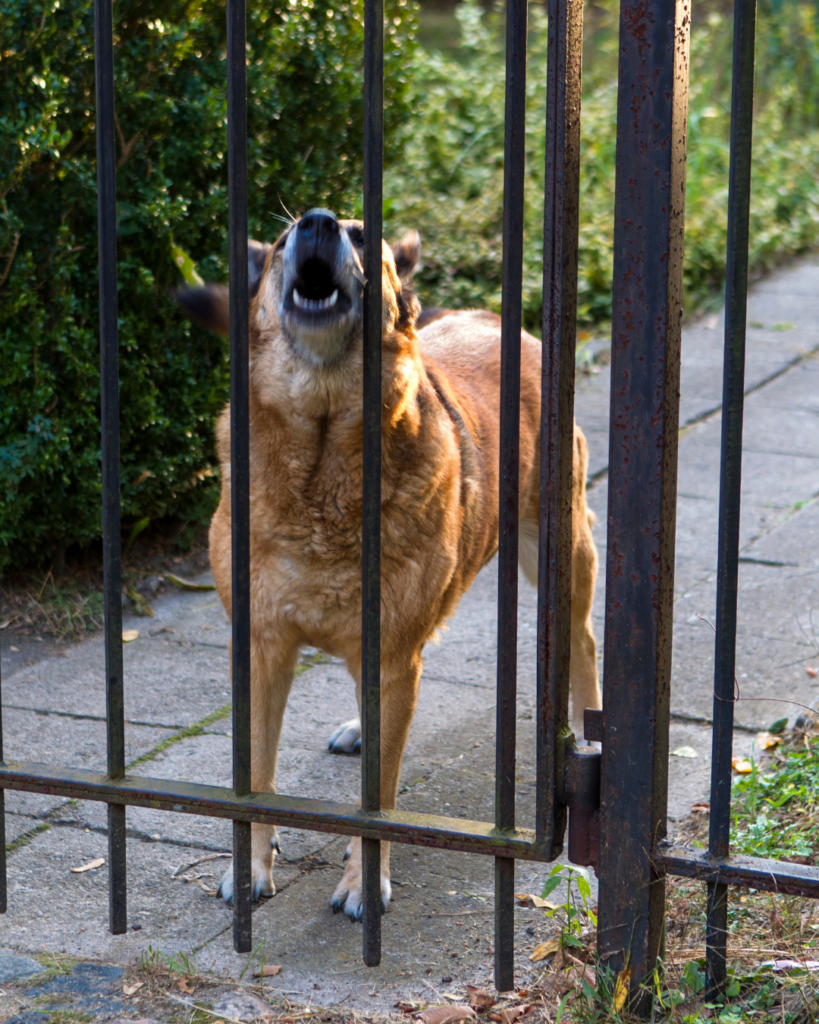 chien qui aboie derrière une clôture comportement territorial